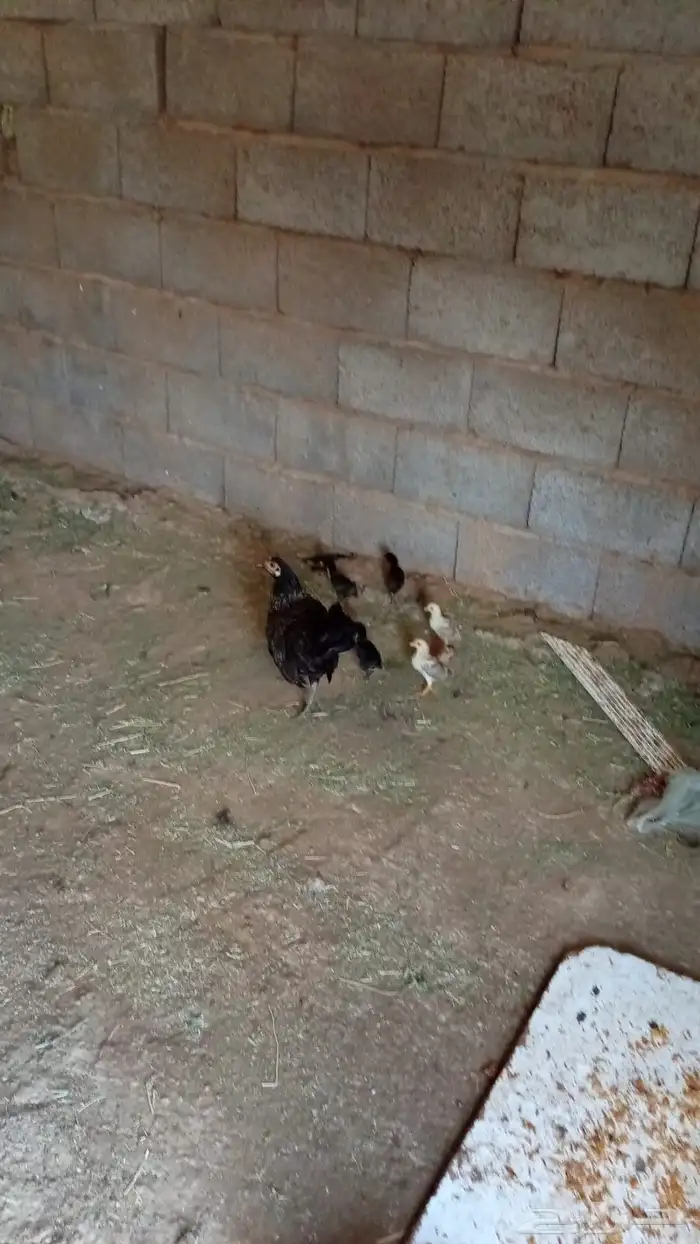 محايل عسير 0
