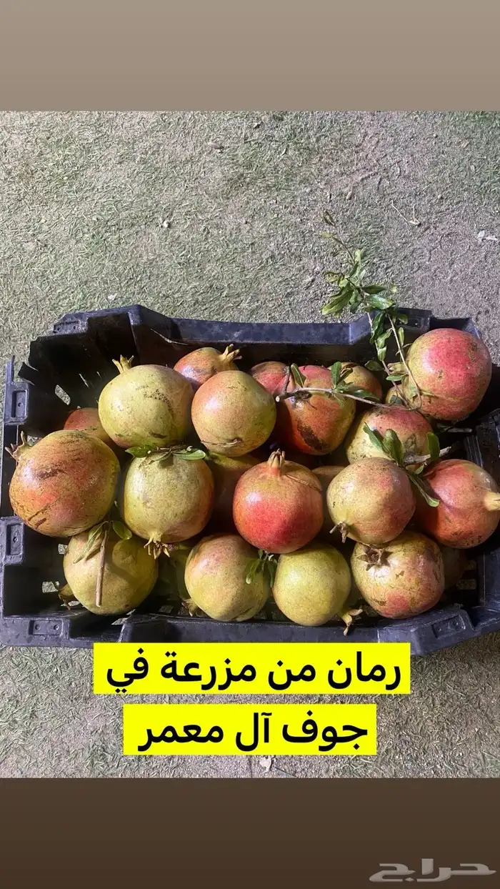 رمان من مزرعة في جوف آل معمر .. بدون اي اضافات كيميائية 0
