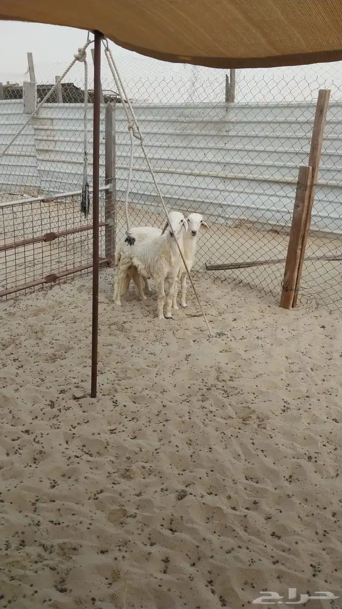 يوجد ذبايح حريه للبيع 3