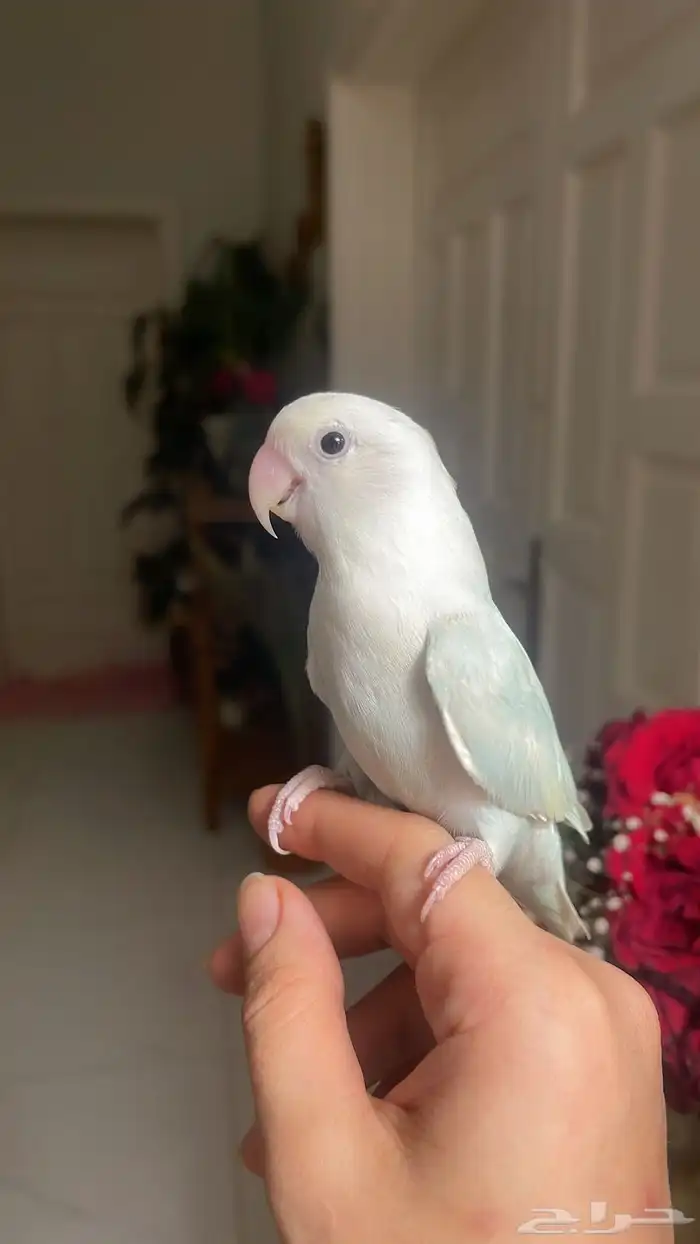 للبيع ببغاء الروز الأليف 4