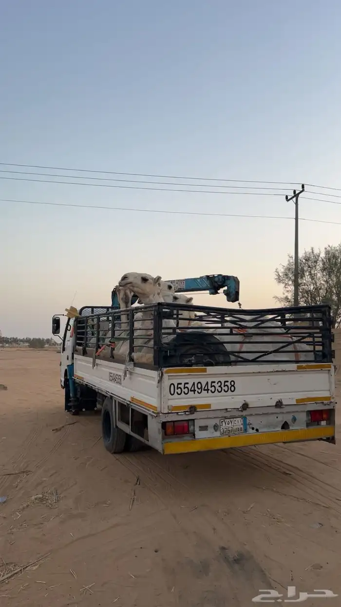 دنه نقل ابل 1