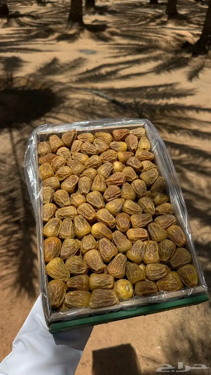 تمر سكري مفتل جديد 2