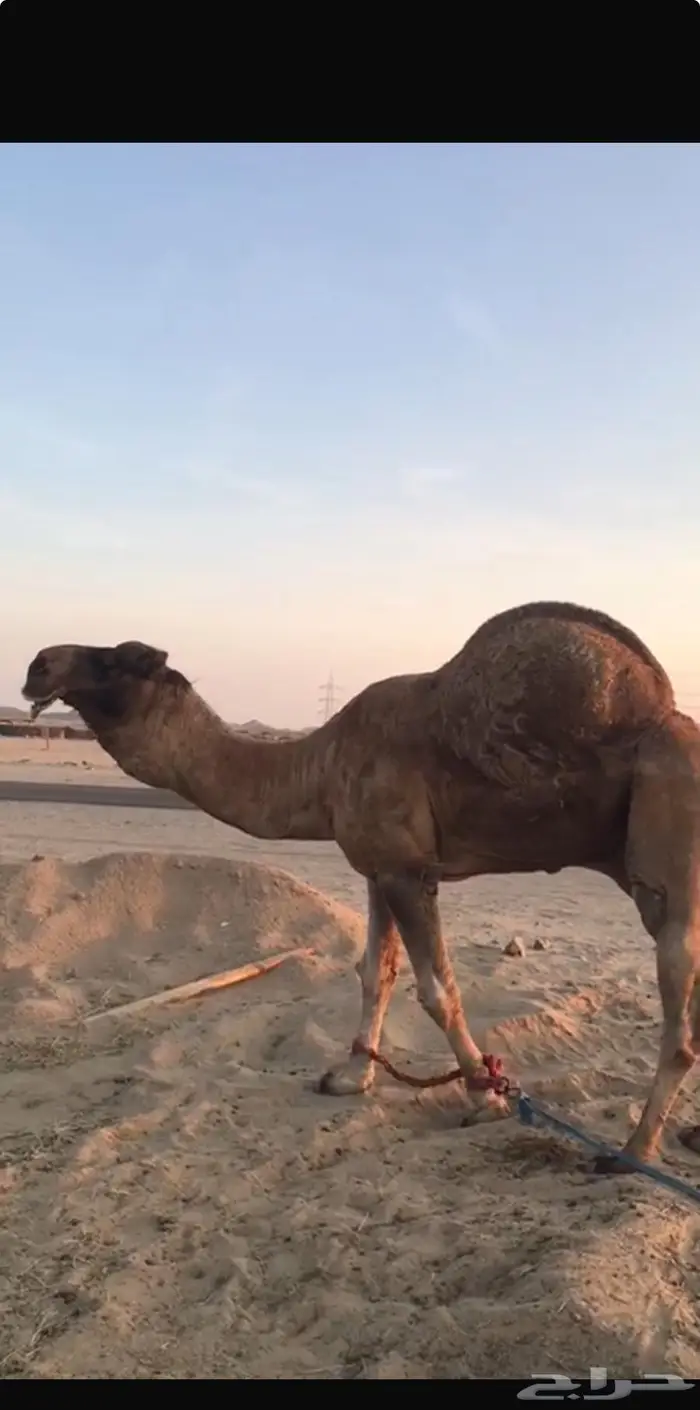 للبيع بكره باكستانيه 0