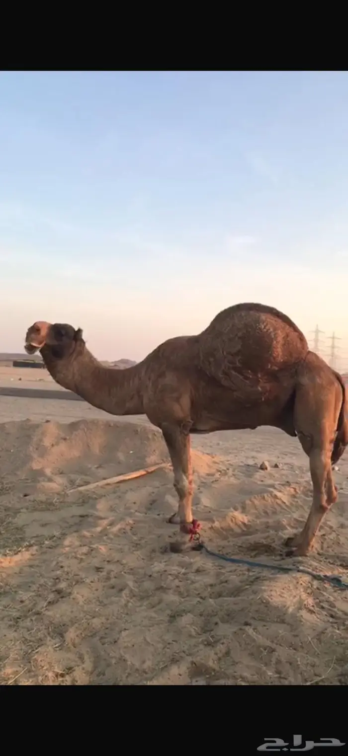 للبيع بكره باكستانيه 1