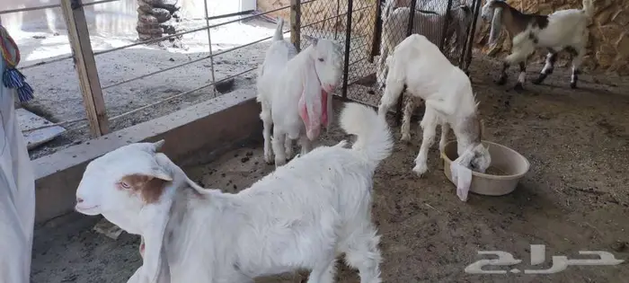 6 تيوس مشروكه للبيع  اعمار 4-5 شهور 0