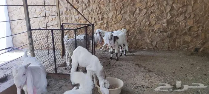 6 تيوس مشروكه للبيع  اعمار 4-5 شهور 1