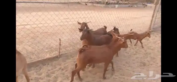 تيوس دهم 3
