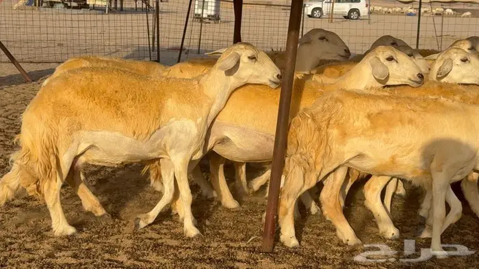 رخال صنف العدد 34 ب1670 10