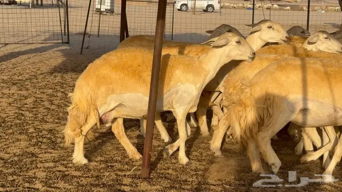 رخال صنف العدد 34 ب1670 9