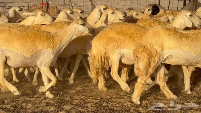 رخال صنف العدد 34 ب1670 14