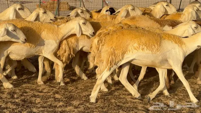 رخال صنف العدد 34 ب1670 15