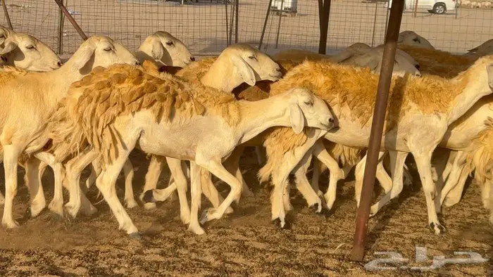 رخال صنف العدد 34 ب1670 11