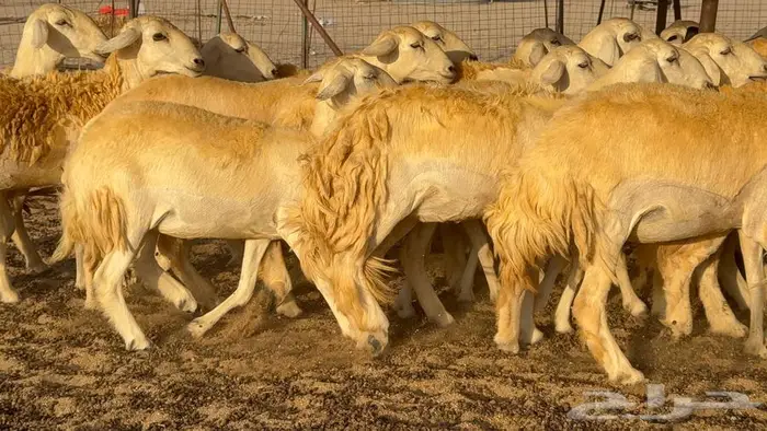 رخال صنف العدد 34 ب1670 12