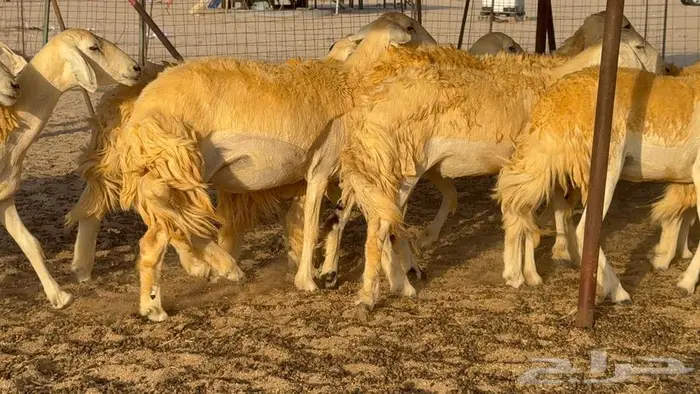 رخال صنف العدد 34 ب1670 6
