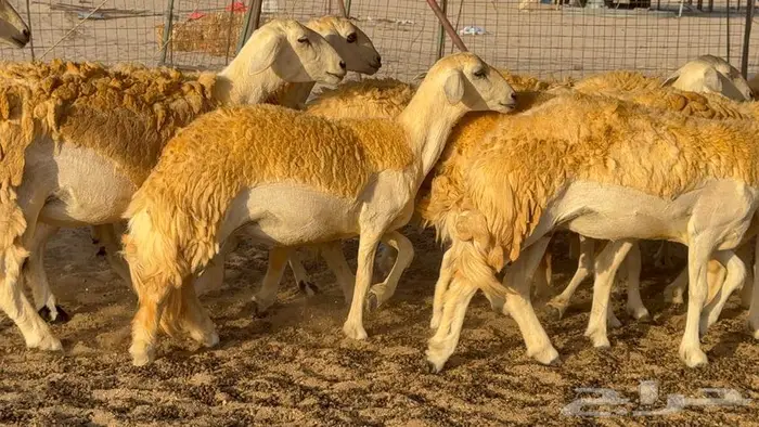 رخال صنف العدد 34 ب1670 0