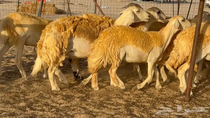 رخال صنف العدد 34 ب1670 5