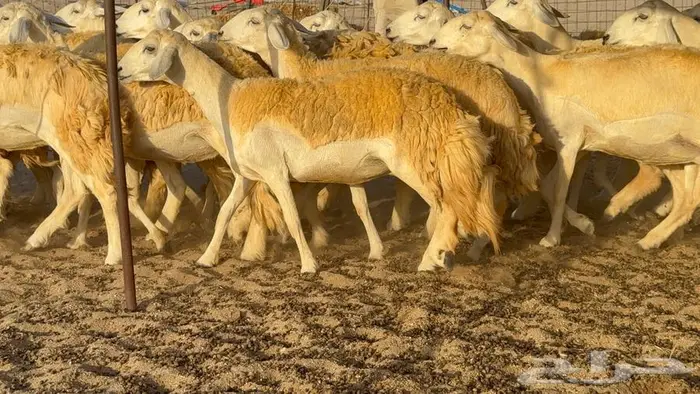 رخال صنف العدد 34 ب1670 18