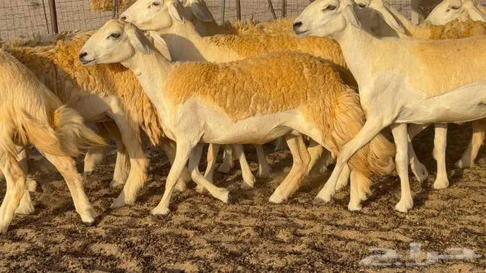 رخال صنف العدد 34 ب1670 16
