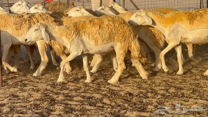 رخال صنف العدد 34 ب1670 19