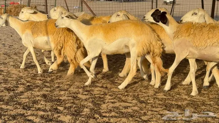 رخال صنف العدد 34 ب1670 22