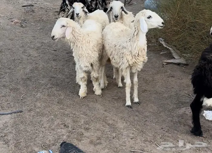 طليان ورخال 0