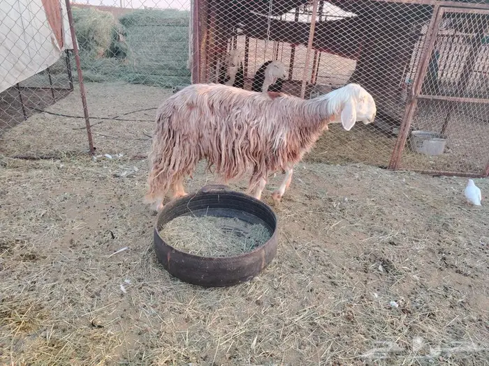 نجديات ونعيميه مضااريع 2