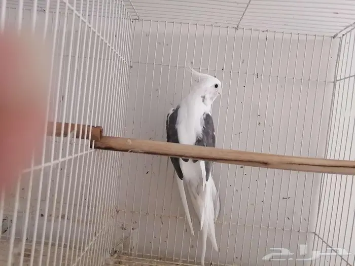 ذكر كوكتيل 0