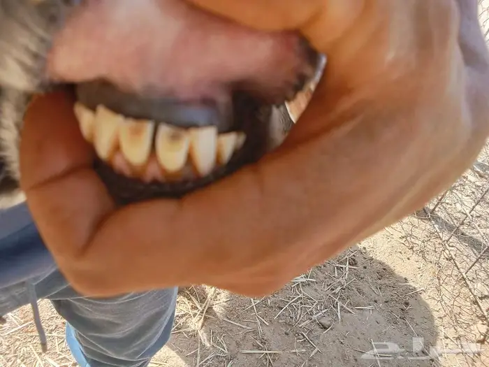 تم البيع تم البيع تم البيع جدارخال حيل للبيع 5