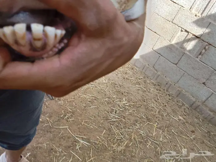 تم البيع تم البيع تم البيع جدارخال حيل للبيع 4