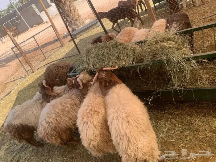 نعيمي وسواكن جدعان تربيه جمله وتفريد 4