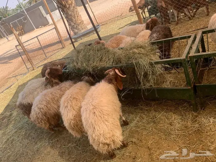 نعيمي وسواكن جدعان تربيه جمله وتفريد 2