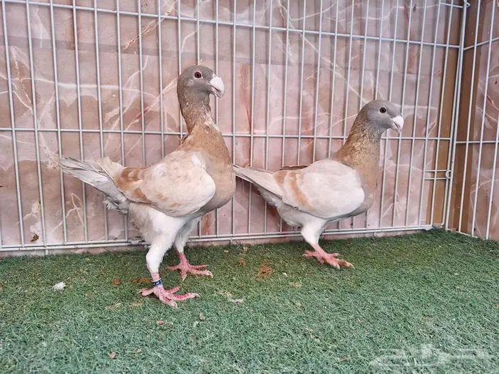 ثلاث أجواز هومر كريمي وأحمر 1