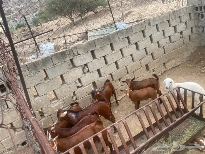 4جفران يضحون 1