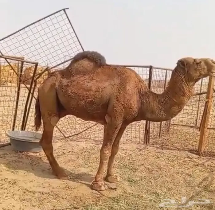 للبيع بعير أحمر 3