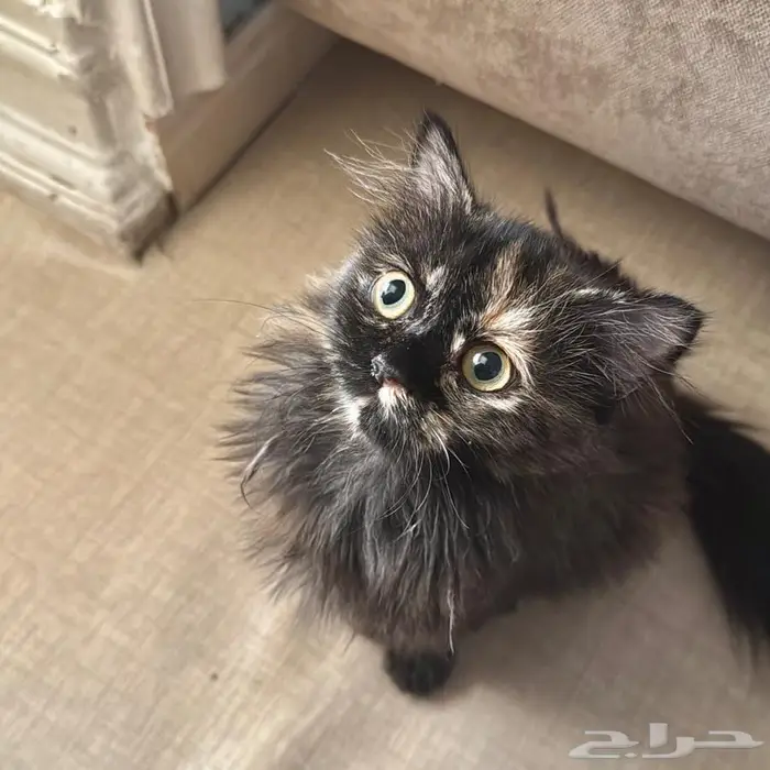 قط شيرازي مون فيس 0