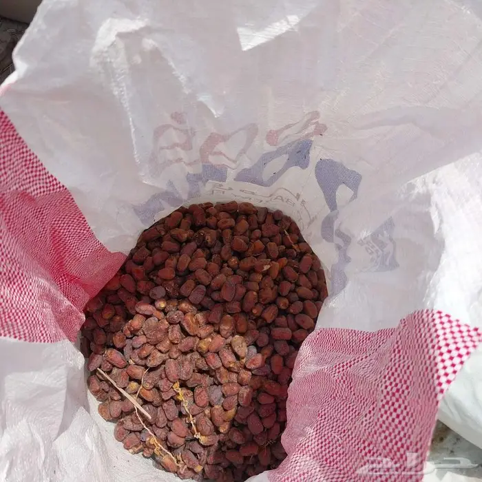 تمر علف الموق القطيف 1