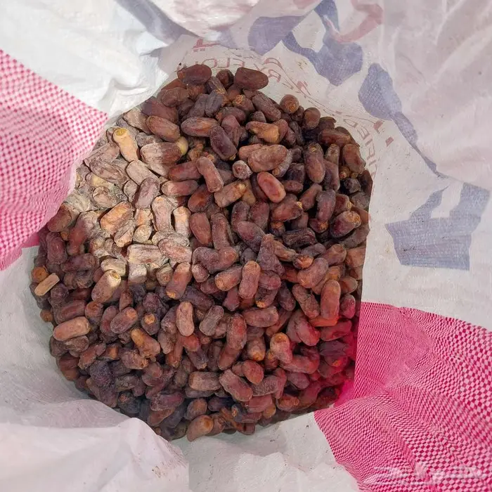 تمر علف الموق القطيف 3