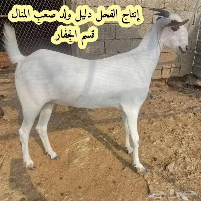فحل بيشي صنف و معرف 17