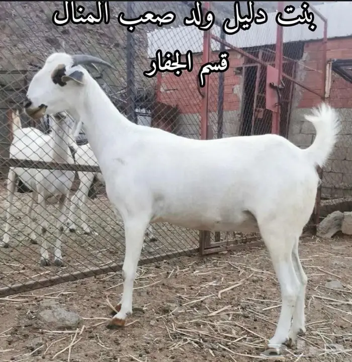فحل بيشي صنف و معرف 13