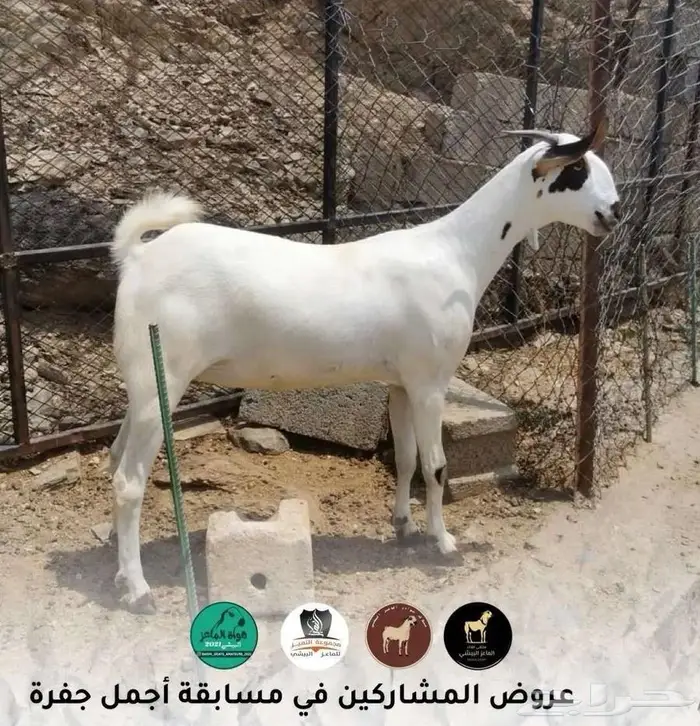 فحل بيشي صنف و معرف 11