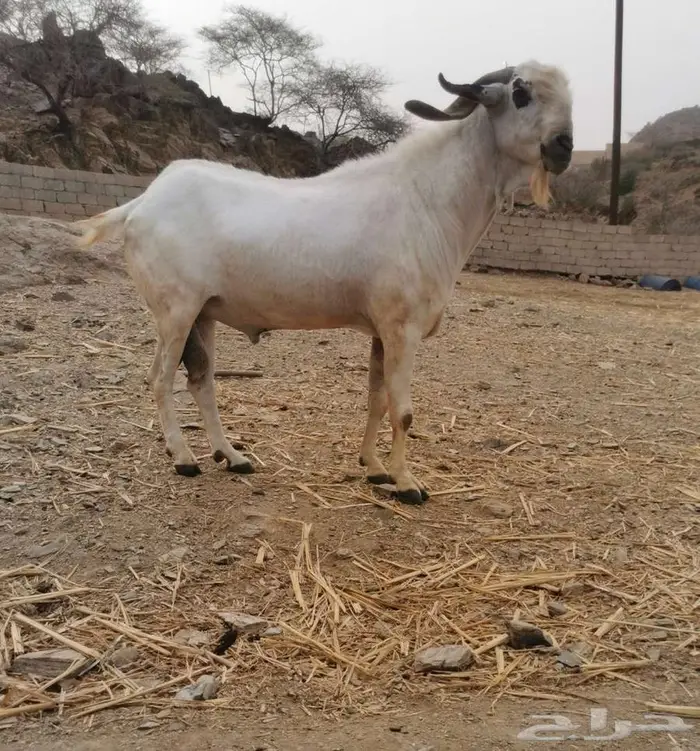 فحل بيشي صنف و معرف 2