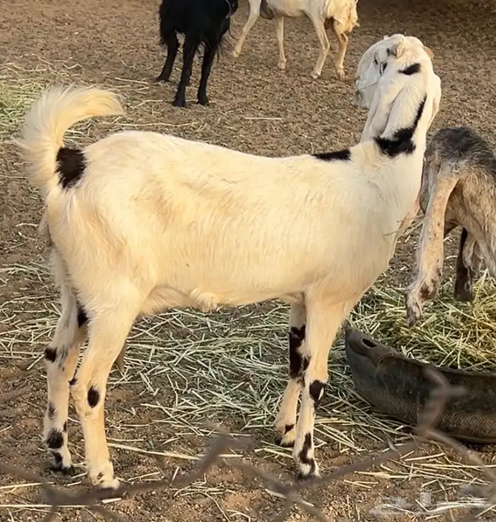 معزى مضاريع 1