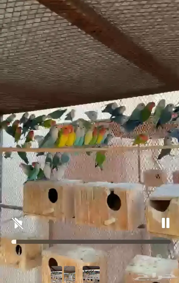 عشة طيور روز 2