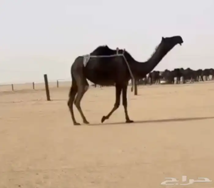 خفوت ثنوع مبيوع حاشيها قبل شهر ( غفل ماعليها وسم ) 1