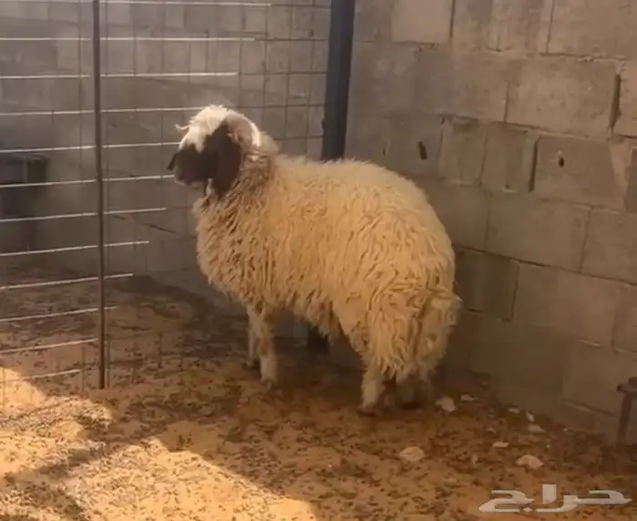 تم البيع 0