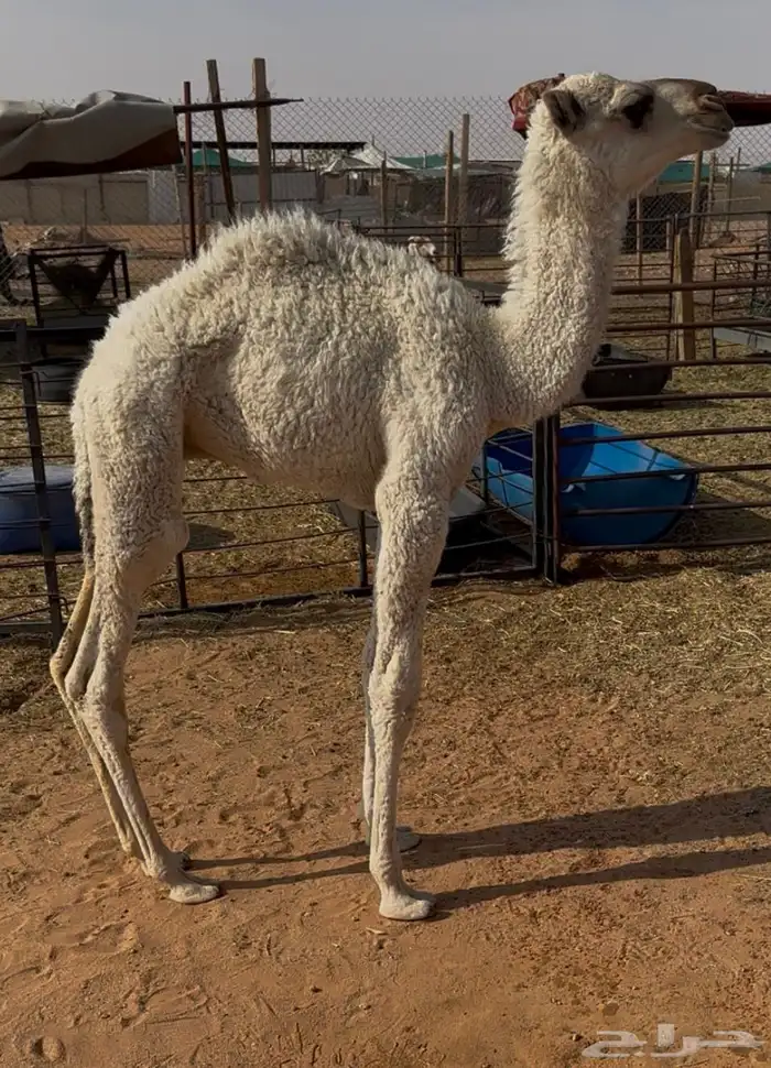 للبيع حوار عمره شهرين ونص 1