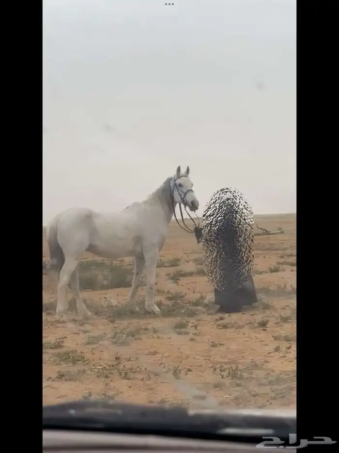 حصان للبيع 6