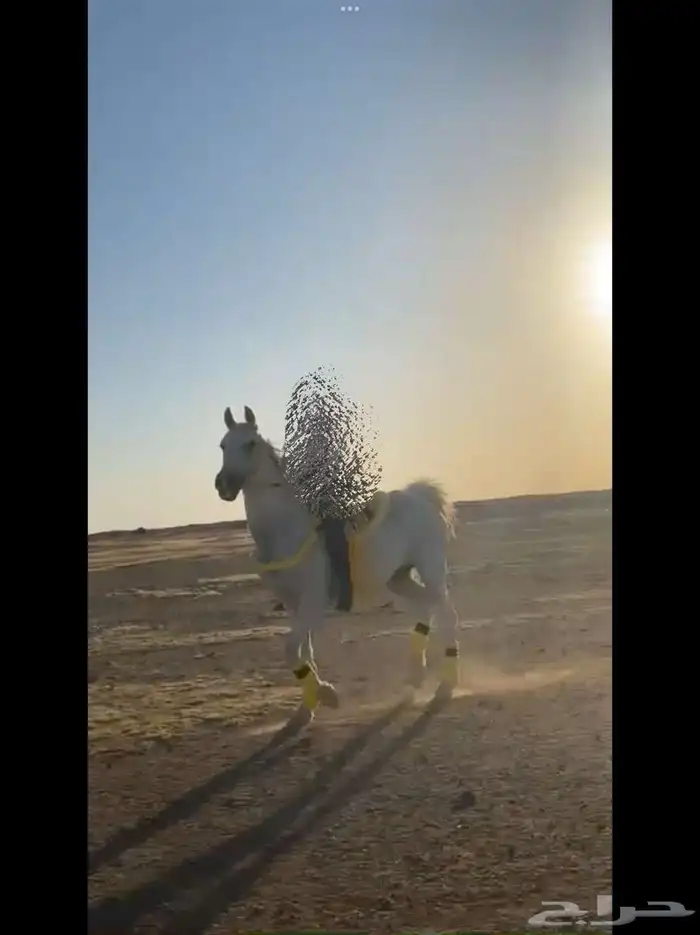 حصان للبيع 4