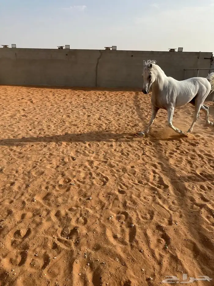 حصان لللبيع 5