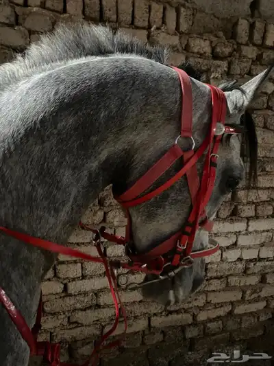 حصان مصري واهو index